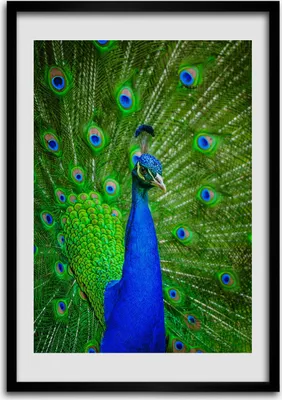 Produktbild von Bild - Bilderrahmen - Foto - 70 cm x 100 cm - MDF - Rahmen - Wandkunst - Pfau