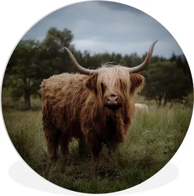 Produktbild von MuchoWow® Rundes Wandbild - Runde Bilder Schottischer Highlander - Tiere - Kuh Ø 60 cm Kreis Wanddekoration Kunststoff - Wandkreis - Wandschmuck - Wand Kreis - Das Schlafzimmer - Die Bilder - Wandmalerei - Kunst für das Haus - das Plastik