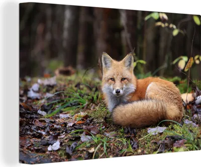 Produktbild von MuchoWow® - Leinwandbilder - Fuchs - Wald - Tier, Wandbild, Wanddeko Bilder Wohnzimmer, 90x60 cm