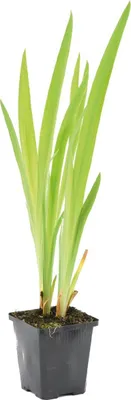 Image de Bloomique - Iris Versicolor - Iris versicolore - Plantes de bassin - Plantes aquatiques - Rustique - Hauteur 20-30 cm - Pot 9 cm
