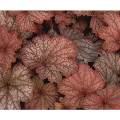 Produktbild von Heuchera "Sweet Princess" - Purpurglöckchen "Sweet Princess" im Topf 12 cm  - 12cm