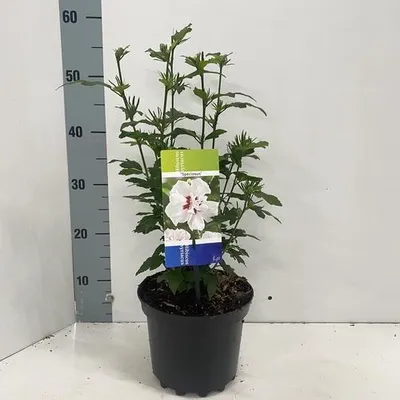 Image de Hibiscus syr. 'Speciosus' - Hibiscus de jardin | 40-50 cm en pot