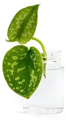Obrázek produktu pro Gardners Scindapsus pictus Argyraeus - řízek k zakořenění