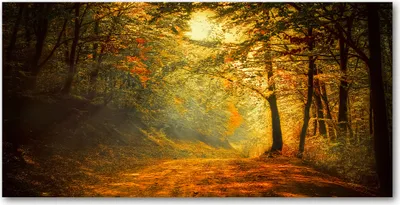 Produktbild von Tulup Glas-Bild -140x70- Wandkunst Dekorative Wand für Küche & Wohnzimmer - Landschaften - Herbstwald - Orange