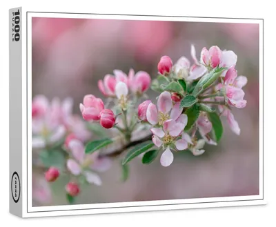 Produktbild von raxxa Premium-Puzzle "Apfelblüte", 1000 Teile