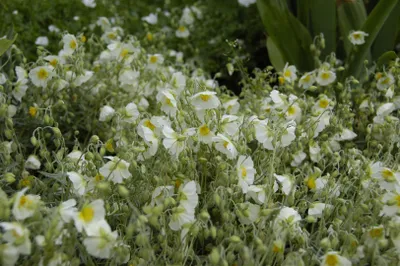 Produktbild von Sonnenröschen Snow Queen, im Topf - Helianthemum x cult., immergrün