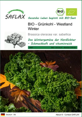 Produktbild von SAFLAX - BIO - Grünkohl - Westland Winter - 70 Samen - Brassica oleracea