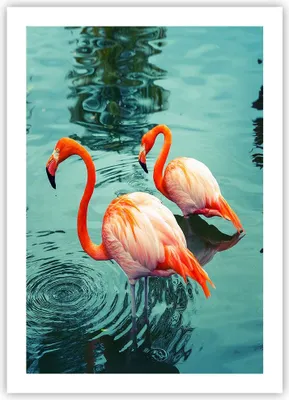 Produktbild von Poster - Poster ohne Rahmen - Rosa Flamingos Wasser - 50x70 cm - Wand Bild - Wanddeko - Wandbilder - Kunstposter - Wandposter - Bilder - Kunstdruck - Wanddekoration - Wandbild - P2XPA50x70-4203