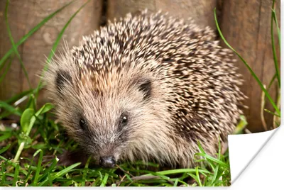 Produktbild von MuchoWow® Poster Igel für Holzhintergrund 180x120 cm - Fotoplakat