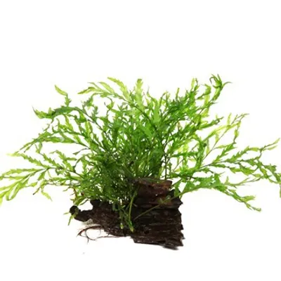 Produktbild von Kongowasserwarn, Bolbitis heudelotii, auf Wurzel