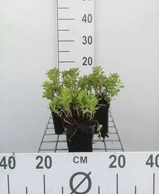 Immagine prodotto di 6 x Sedum kamtschaticum - Foglia grassa - vaso 9 x 9 cm