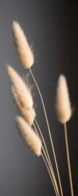Produktbild von Glasbild 30x80cm Schwarz Pampas Wanddeko Pampasgras Wandbild Nature Gräser Deko