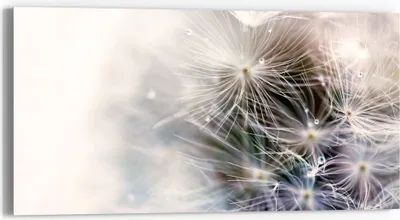 Produktbild von DEQORI Glasbild Echtglas 60x30 cm 'Detailaufnahme Pusteblume' Wandbild Bild modern Deko