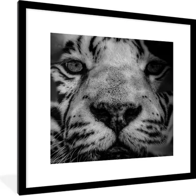 Produktbild von MuchoWow® Gerahmtes Poster Dschungel - Tiger - Schwarz - Weiß 40x40 cm - Poster mit Schwarzem Bilderrahmen Wandposter Rahmen Foto Bilder - Poster - Plakat im Rahmen