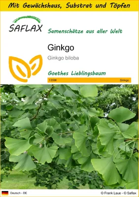 Produktbild von SAFLAX Anzucht Set - Ginkgo - Ginkgo biloba - 4 Samen - Mit Mini-Gewächshaus, Anzuchtsubstrat und 2 Töpfen