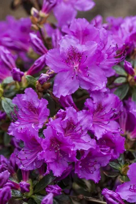 Produktbild von Rhododendron obt. 'Diamant Rosa', rosa Blüten, 20–25 cm