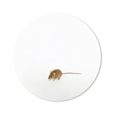 Produktbild von MuchoWow® Mauspad Mousepad Maus - Tiere - Weiß 50x50 cm - Mousepads - Maus Mat - Pad - Mausunterlage - Vinyl