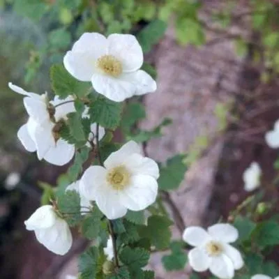 Zdjęcie produktu dla Rubus hybr. 'Benenden' - Zier-Himbeere 'Benenden' 30-40 cm - Pojemnik
