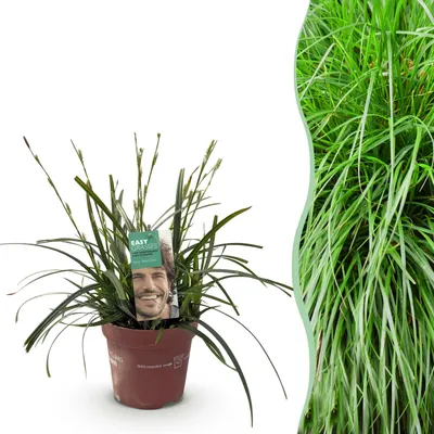 Image de Graminées ornementales - Carex oshimensis Vert intense - Vert - Persistant - Rustique - 40-50cm - Ø17cm - Plante de jardin