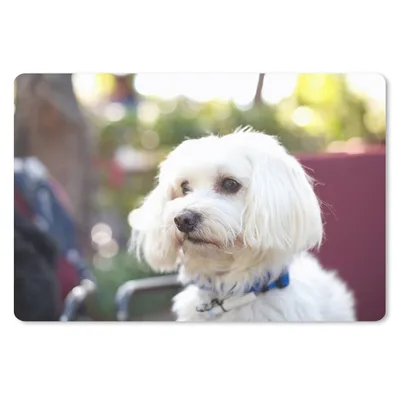 Produktbild von MuchoWow® Mauspad Mousepad Niedlicher Malteser Hund 27x18 cm - Mousepads - Maus Mat - Pad - Mausunterlage - Büroartikel - Desk Matten
