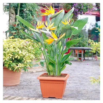 Produktbild von Strelitzia Zimmerpflanze für den Innenbereich - Paradiesvogel im 12cm Topf