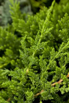 Produktbild von Juniperus horizontalis 'Prince of Wales', Kriech-Wacholder, 20–30 cm