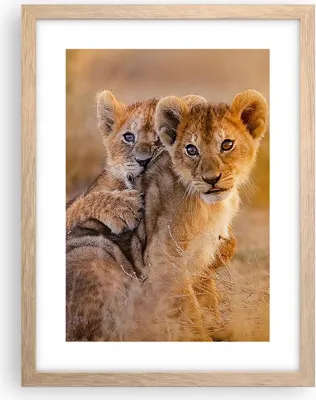 Produktbild von Gerahmtes Poster - Rahmen in heller Eiche - Löwe Natur Tier - 30x40 cm - Wand Bild - Wanddeko - Wandbilder - Kunstposter - Wandposter - Bilderrahmen - Bilder - Kunstdruck - Wandbild - P2NPA30x40-3480
