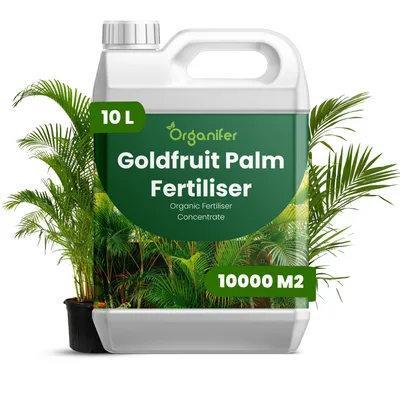 Obrázek produktu pro Goldfrucht Palma Tekuté Hnojivo 10 L – 2-1-8 NPK – Pro Pokojové Palmy – Podporuje Bujný Růst Listov & Dlouhodobou Vitalitu – Organifer