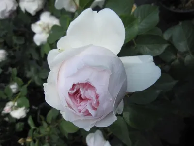 Produktbild von Rosa Herzogin Christiana ® - Beetrose - Parfuma Rose - Kordes Rose - ADR Rose