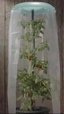 Zdjęcie produktu dla Osłona do pomidorów KHW wraz z tyczką i folią ochronną. Pomoce do uprawy pomidorów i papryki wykonane z wysokiej jakości tworzywa sztucznego. Dostarczane w zestawie po 2 sztuki.