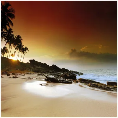 Produktbild von Wallario Memoboard Magnettafel aus Glas, Größe 50 x 50 cm, Motiv Sri Lanka - Palmenstrand mit Sonnenuntergang