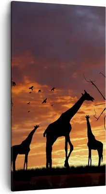 Produktbild von Bild auf Leinwand - Leinwandbild - Giraffe Afrika Sonne Safari - 45x80cm - Wand Bild - Wanddeko - Leinwanddruck - Bilder - Kunstdruck - Wanddekoration - Leinwand bilder - Wandkunst - PA45x80-0507