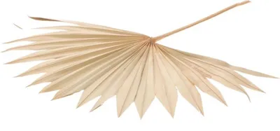 Produktbild von Palmenblatt 'Sun', groß, Breite ca. 30-50 cm, Länge ca. 35-60 cm | Palmenwedel