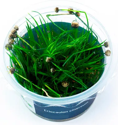 Produktbild von Eriocaulon cinereum In-Vitro Cup algen- und schneckenfrei