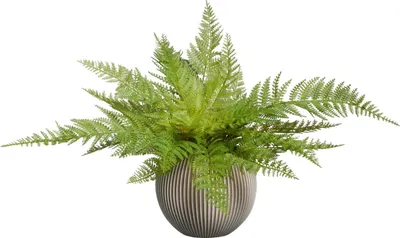 Produktbild von aplanta Künstlicher Frauenfarn - Jupi | 47 cm, für drinnen, Kunstpflanze, wie echt, Allergiker geeignet, pflanzliche Dekoration Praxis, Office & Wohnzimmer