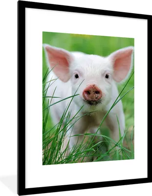 Produktbild von MuchoWow® Gerahmtes Poster Schwein - Tiere - Groß 60x80 cm - Poster mit Schwarzem Bilderrahmen Wandposter Rahmen Foto Bilder - Wohnzimmer - Dekorationen - Prämie