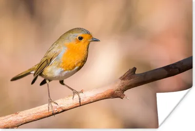 Produktbild von MuchoWow® Poster Vogel - Zweig - Rotkehlchen 120x80 cm - Bilder