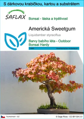Obrázek produktu pro SAFLAX Dárková sada - Americká Sweetgum - Liquidamber styraciflua - 100 Semena - S dárkovou krabičkou, přepravním štítkem, dárkovou kartou a pěstebním médiem