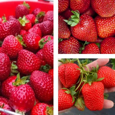 Produktbild von 10 Stk. Erdbeerpflanze 'San Andreas' Immertragende Erdbeeren, große Früchte