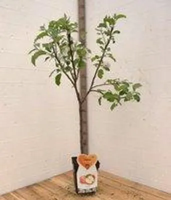 Productafbeelding van Jonagold Appelboom -Fruitboom- 120 cm hoog- Laagstam- Potgekweekt- professioneel telersras