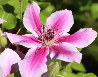 Produktbild von Waldrebe Clematis 'Dr. Ruppel' rosa / weiß gestreift 40 - 60 cm