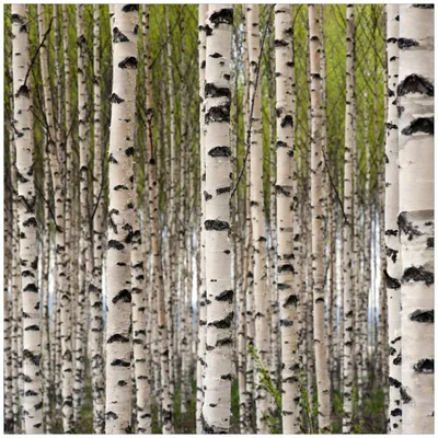 Produktbild von Wallario Premium Glasbild, freischwebende Optik, kräftige Farben, Größe 50 x 50 cm Motiv Birkenwald - Baumstämme in schwarz weiß