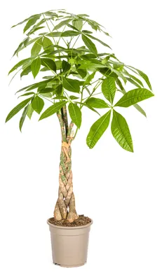 Zdjęcie produktu dla Pachira Aquatica - 90-100cm - Ø21cm - Roślina doniczkowa - Zimozielony