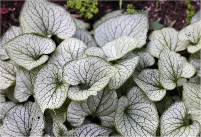 Produktbild von Stauden Gänge 1 x Brunnera macrophylla 'Jack Frost‘ im 1 Liter Topf - Kaukasus Vergissmeinnicht - tolle Blattschmuckstaude - absolut Pflegeleicht