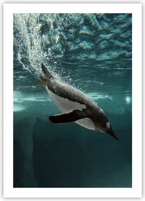 Produktbild von Poster - Poster ohne Rahmen - Tauchen Pinguin Gletscher - 50x70 cm - Wand Bild - Wanddeko - Wandbilder - Kunstposter - Wandposter - Bilder - Kunstdruck - Wanddekoration - Wandbild - P2XPA50x70-4189