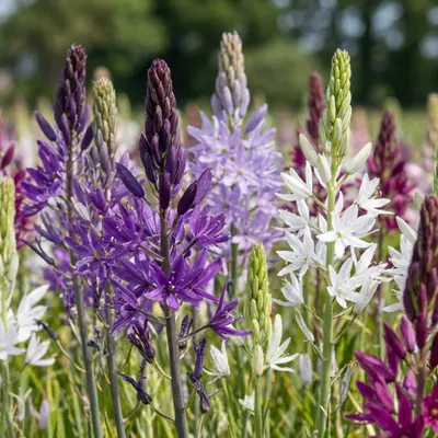 Produktbild von Green boutiQ - 40x Camassia Leichtlinii Mix - Leichtlins Prärielilie Mix - Blau und Weiß - Sommerblüher - Zwiebelgröße 12/14