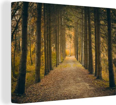 Produktbild von MuchoWow® - Leinwandbilder - Pfad - Bäume - Wald, Wandbild, Wanddeko Bilder Wohnzimmer, 40x30 cm