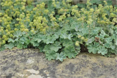 Produktbild von Stauden Gänge 100 x Alchemilla erythropoda - Kleiner Frauenmantel - Sehr Insekten und Bienenfreundlich - absolut Pflegeleicht