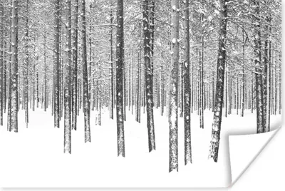 Produktbild von MuchoWow® Poster Tannenbäume im Schnee 90x60 cm - Schlafzimmer