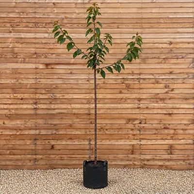Produktbild von Süßkirsche Große Schwarze Knorpelkirsche 300-350 cm, Stammumfang 12-14 cm - Prunus avium Hochstamm
